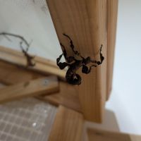 Phasme scorpion a donner #0