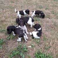 Chiots petit épagneul de munster #1