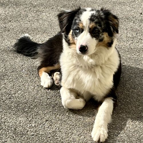 Chiots berger americain miniature lof #2