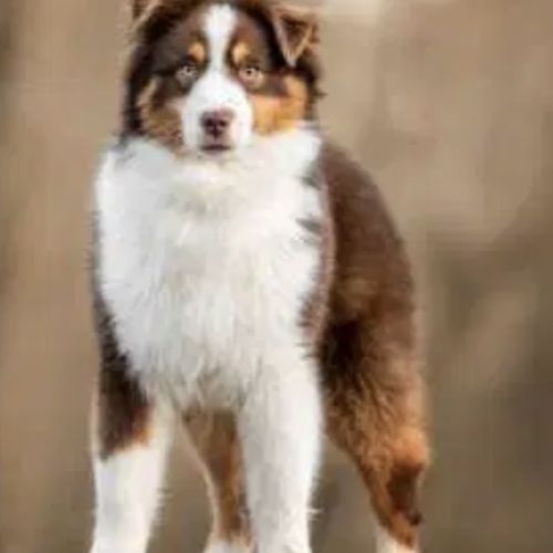 Chiots berger americain miniature lof #3