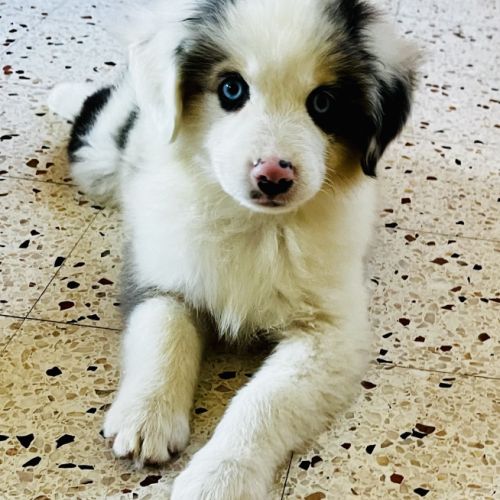 Chiots berger americain miniature lof