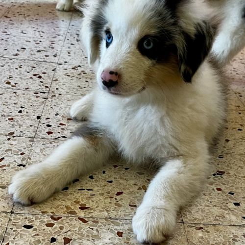 Chiots berger americain miniature lof #5