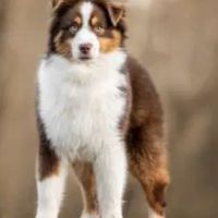 Chiots berger americain miniature lof #3