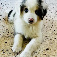 Chiots berger americain miniature lof