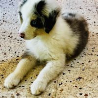 Chiots berger americain miniature lof #4
