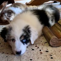 Chiots berger americain miniature lof #7