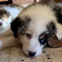Chiots berger americain miniature lof #9