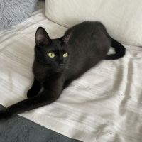 Bella-maman hyper câline #2