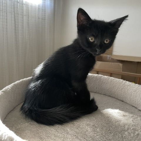 Betsi-adorable chatonne #2