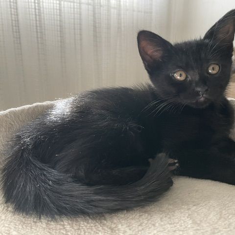 Betsi-adorable chatonne #0