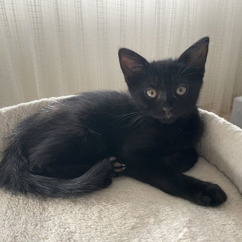 Betsi-adorable chatonne #5
