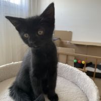 Betsi-adorable chatonne #1