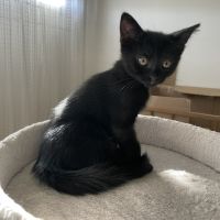 Betsi-adorable chatonne #2
