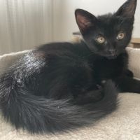 Betsi-adorable chatonne #3
