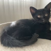 Betsi-adorable chatonne