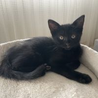 Betsi-adorable chatonne #5