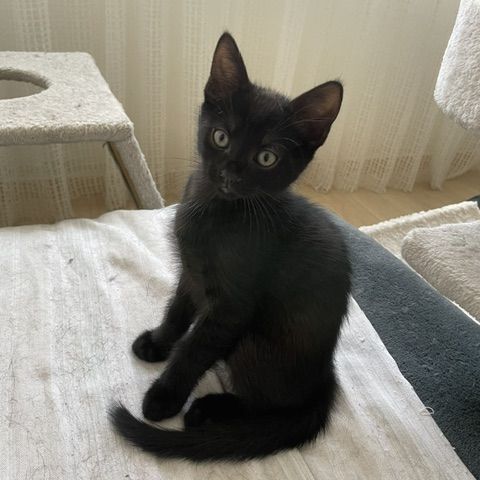 Bouba-chaton câlin #1