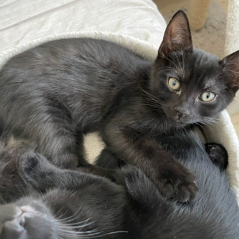 Bouba-chaton câlin #2