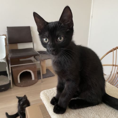 Bouba-chaton câlin #4