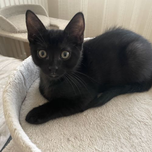 Bouba-chaton câlin #5