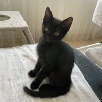 Bouba-chaton câlin #1