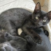 Bouba-chaton câlin #2