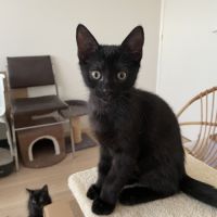 Bouba-chaton câlin