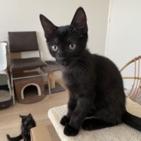 Bouba-chaton câlin #4