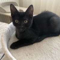 Bouba-chaton câlin #5