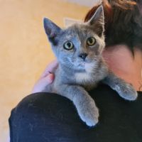 Gribouille-magnifique chatonne