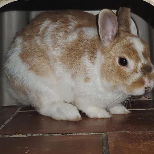 Hop - lapin nain ~ 1 an