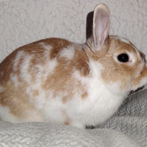 Hop - lapin nain ~ 1 an #2
