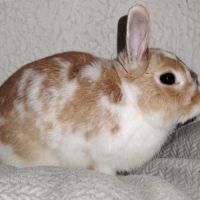Hop - lapin nain ~ 1 an #2