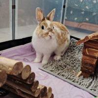 Hop - lapin nain ~ 1 an