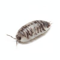Porcellio laevis divers variante #1