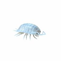 Porcellio laevis divers variante
