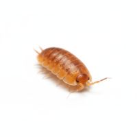 Porcellio laevis divers variante #3