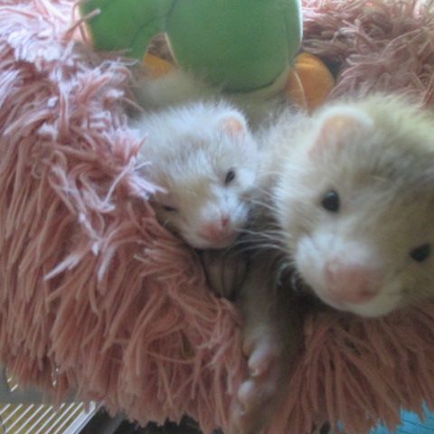 Bébé furet semi angora, sevré, bien éduqué