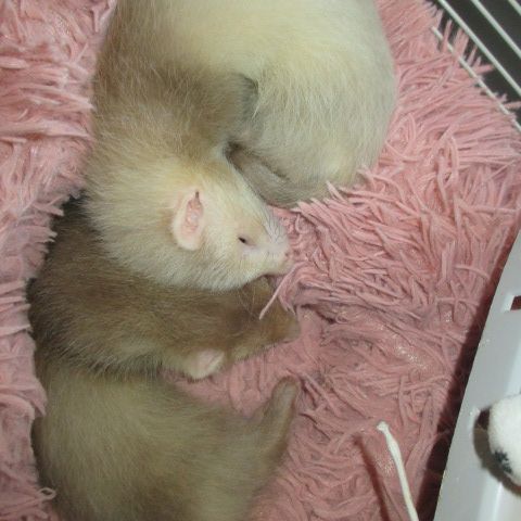 Bébé furet semi angora, sevré, bien éduqué #3