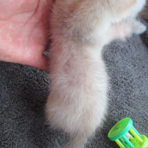 Bébé furet semi angora, sevré, bien éduqué #7