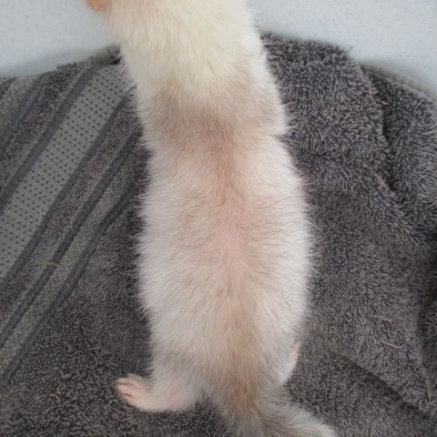 Bébé furet semi angora, sevré, bien éduqué #8