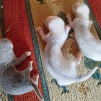 Bébé furet semi angora, sevré, bien éduqué #1