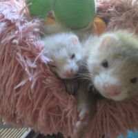 Bébé furet semi angora, sevré, bien éduqué
