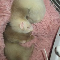 Bébé furet semi angora, sevré, bien éduqué #3