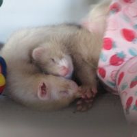 Bébé furet semi angora, sevré, bien éduqué #4