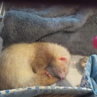 Bébé furet semi angora, sevré, bien éduqué #5