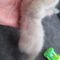 Bébé furet semi angora, sevré, bien éduqué #7