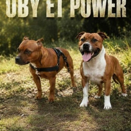 Chiots staffie lof disponibles #3