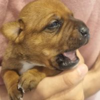 Chiots staffie lof disponibles #1