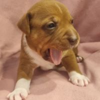Chiots staffie lof disponibles